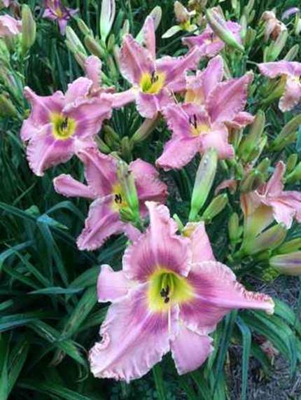 A group of flowers
Description automatically generated with low confidence