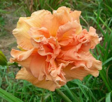 A close up of a flower
Description automatically generated with medium confidence