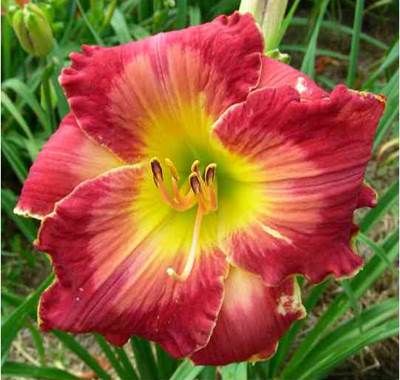 A close up of a flower
Description automatically generated