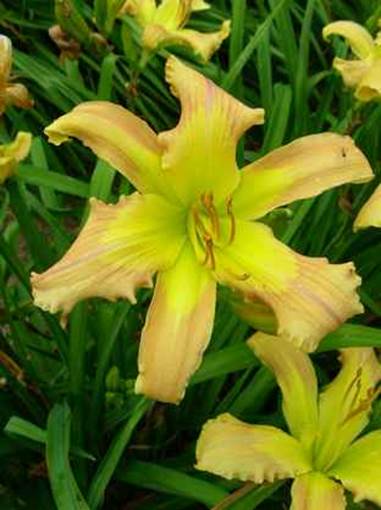 A yellow flower with green leaves
Description automatically generated with low confidence