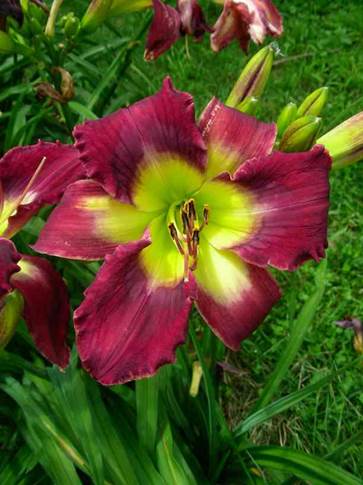A close up of a flower
Description automatically generated with medium confidence