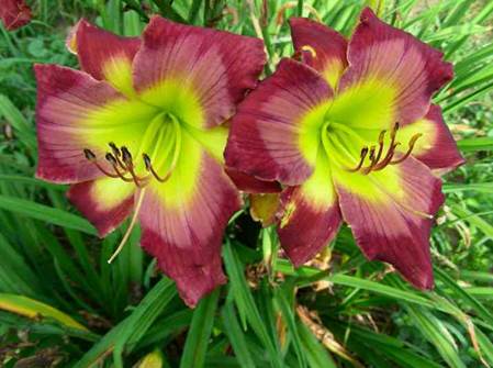 A close up of a flower
Description automatically generated with low confidence